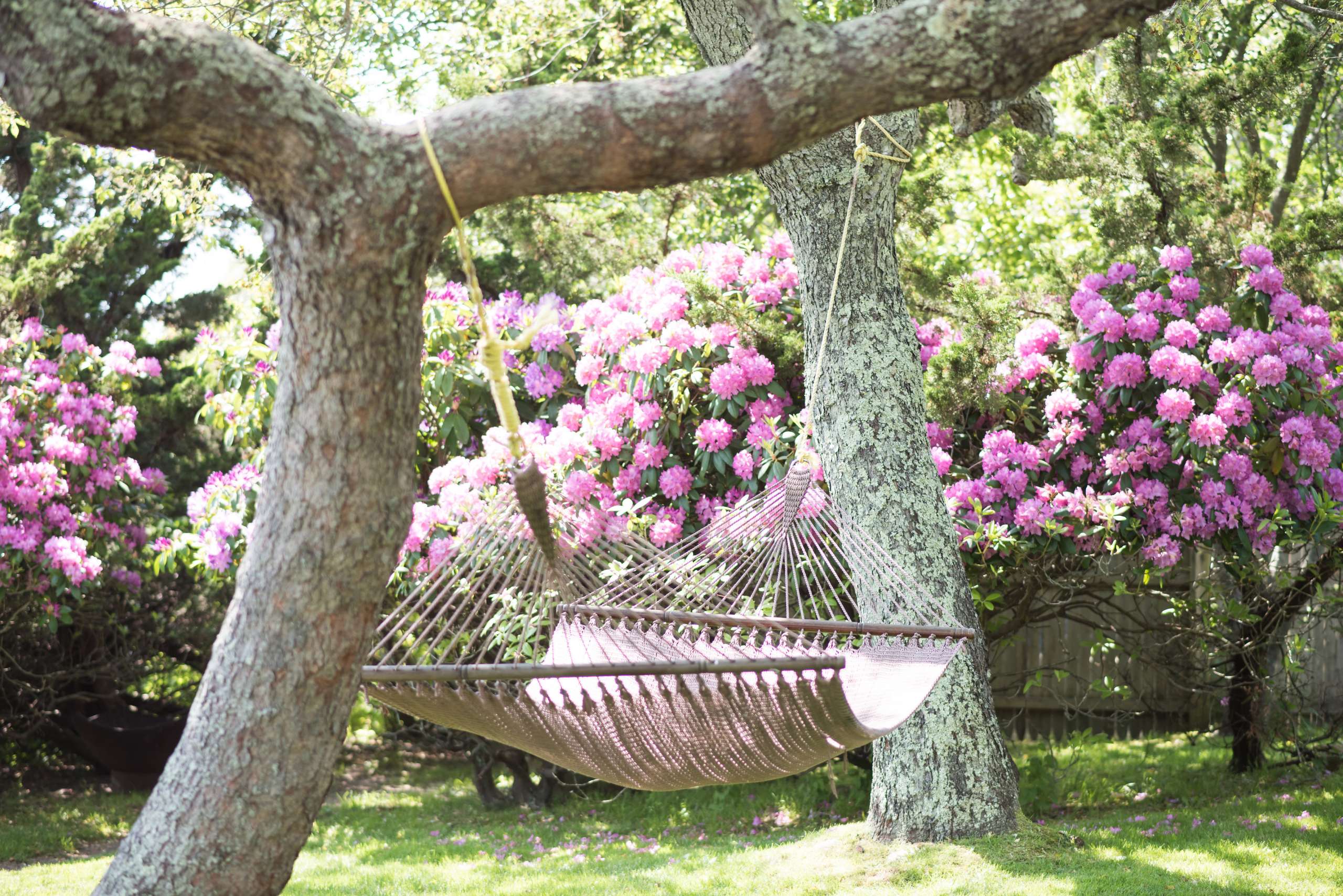 HammockRhododendrun